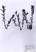 藏品(葉氏馬尾藻)的圖片